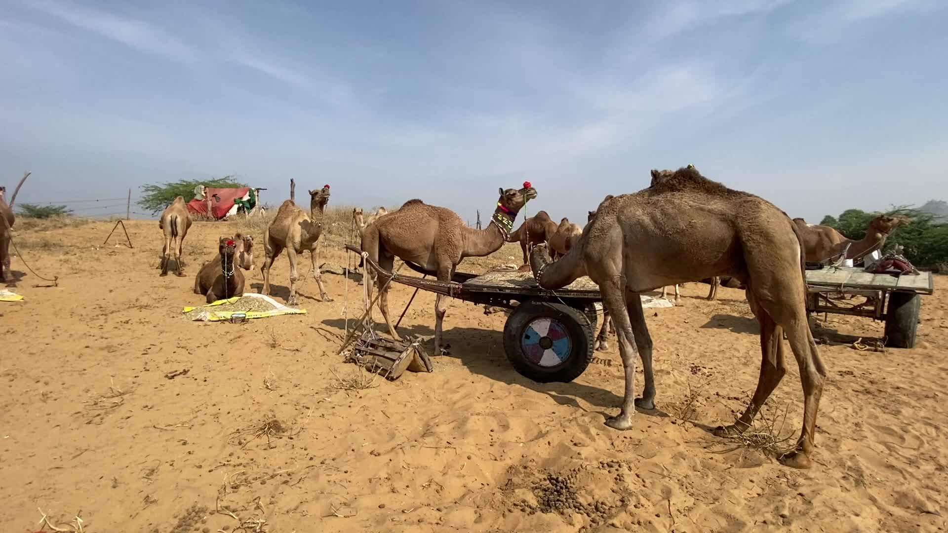 Indian camel traders During the annual Pushkar Camel Fair in Pushkar
