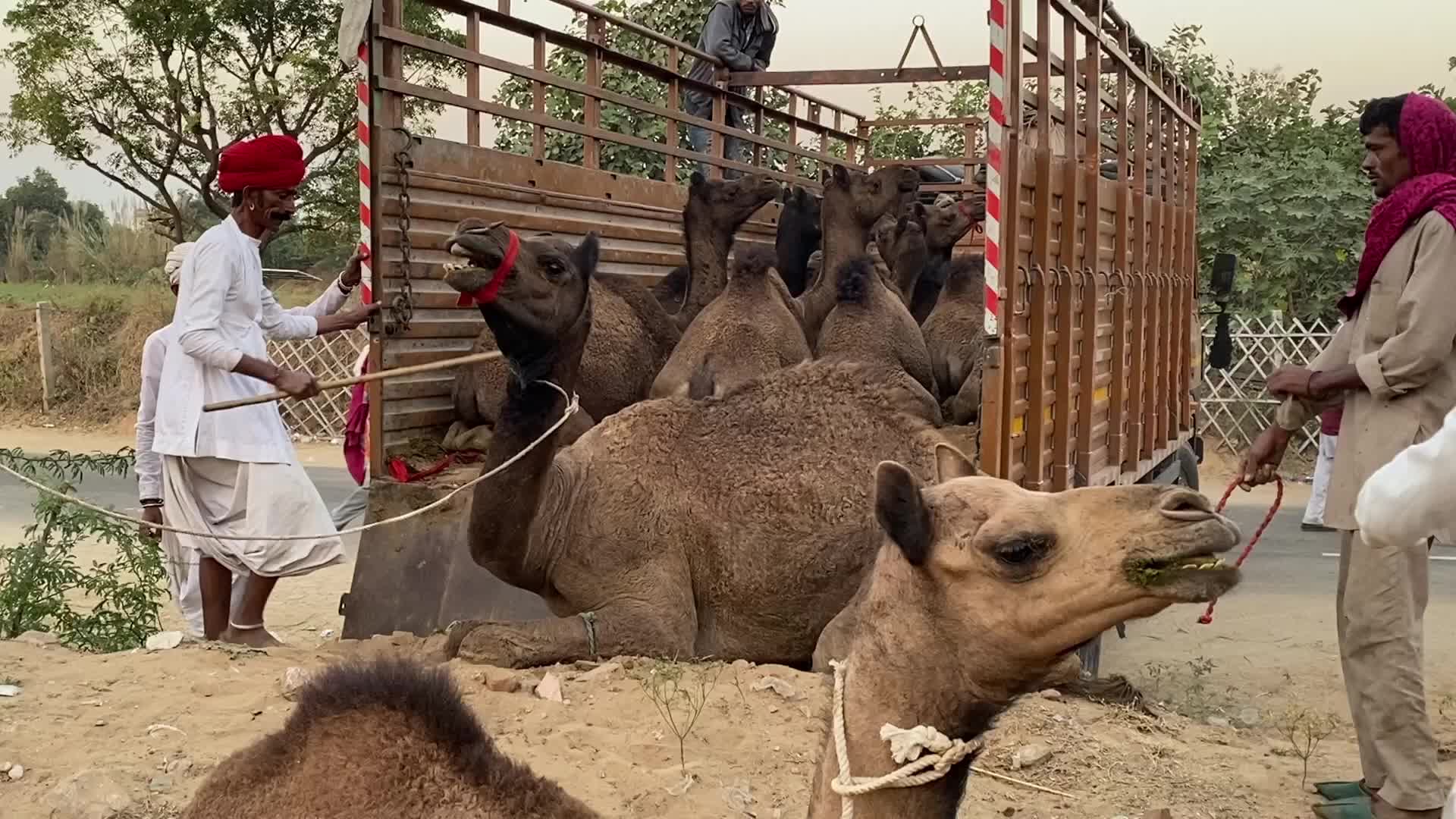 Pushkar Camel Fair 2021 