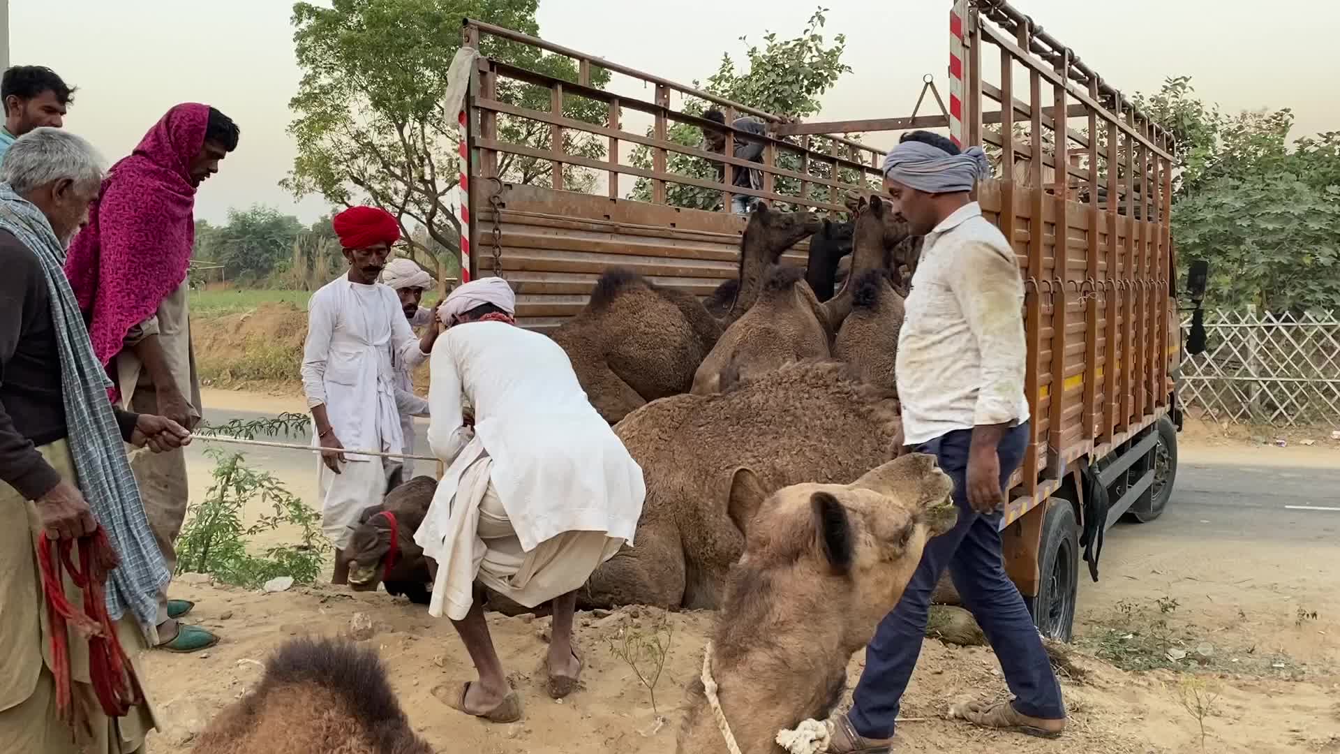 Pushkar Camel Fair 2021 