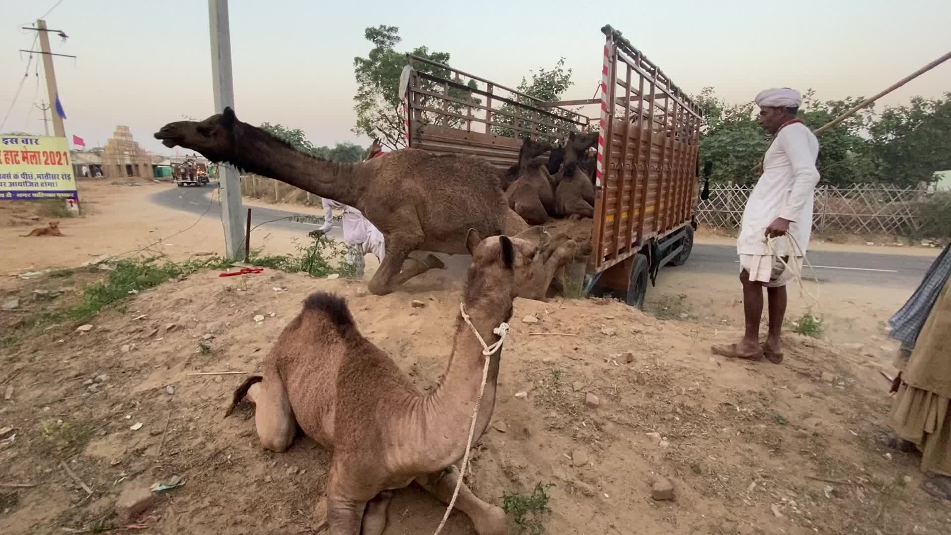Pushkar Camel Fair 2021 