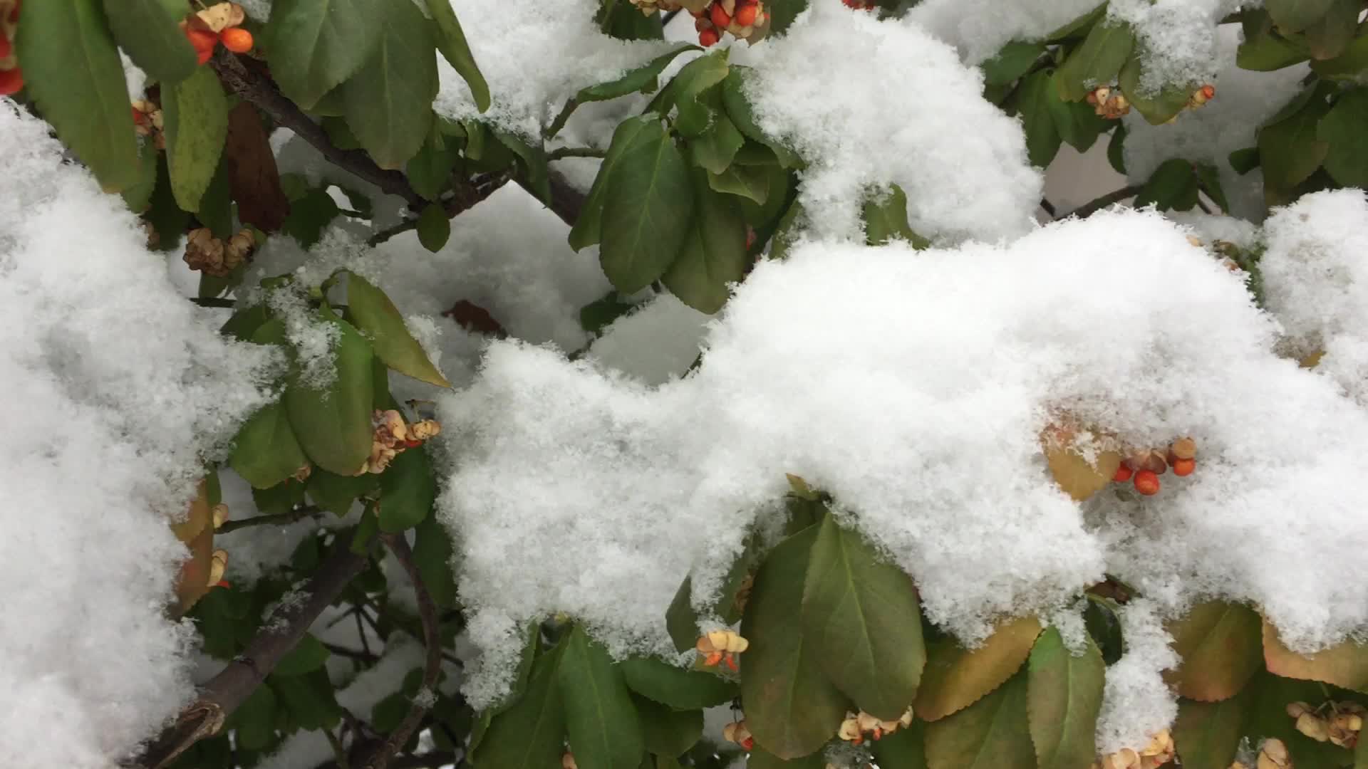 First snowstorm of the season in Toronto
