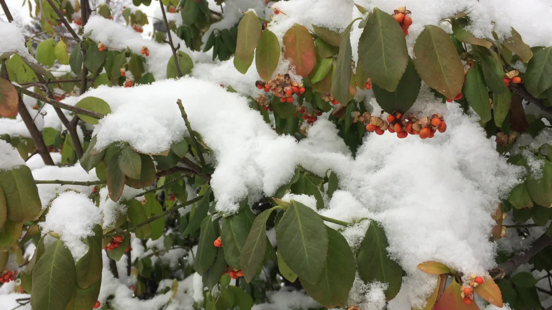 First snowstorm of the season in Toronto