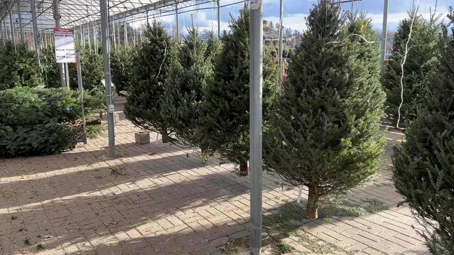 Canadians facing a Christmas tree shortage this holiday season