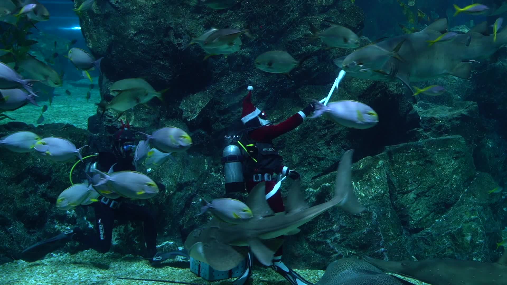Santa Claus at Sea Life Aquarium in Bangkok.