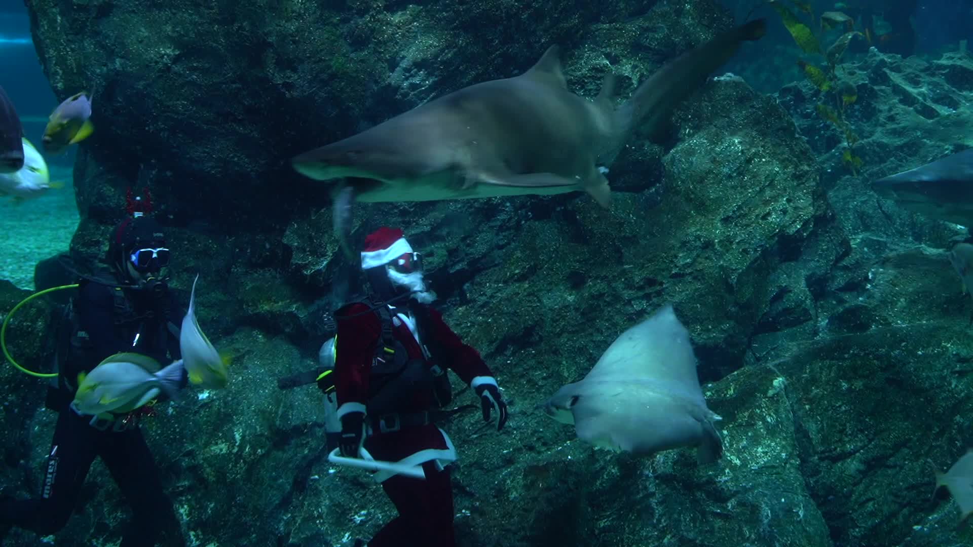 Santa Claus at Sea Life Aquarium in Bangkok.
