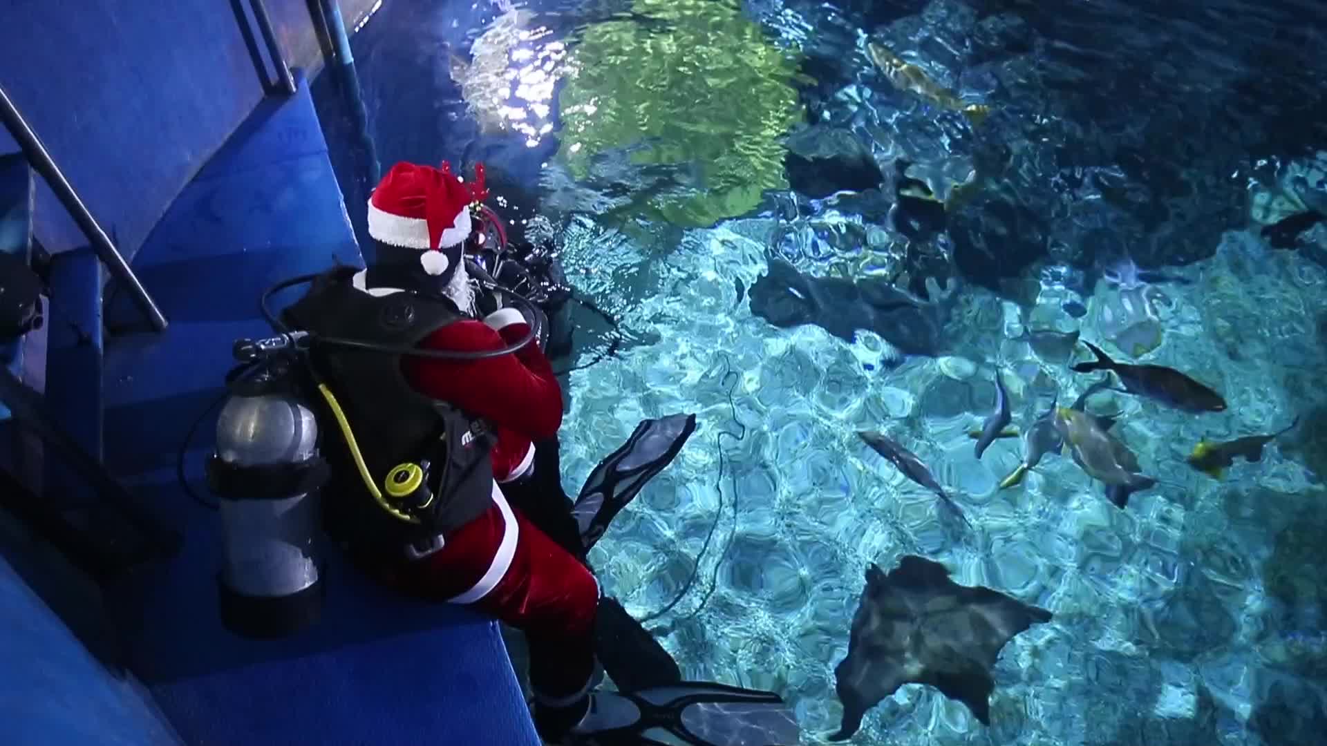 Santa Claus at the Sea Life aquarium in Bangkok, Thailand