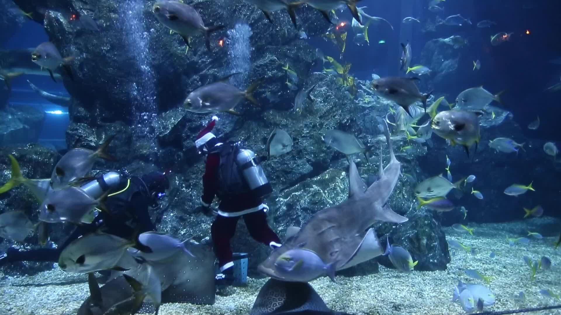 Santa Claus at the Sea Life aquarium in Bangkok, Thailand