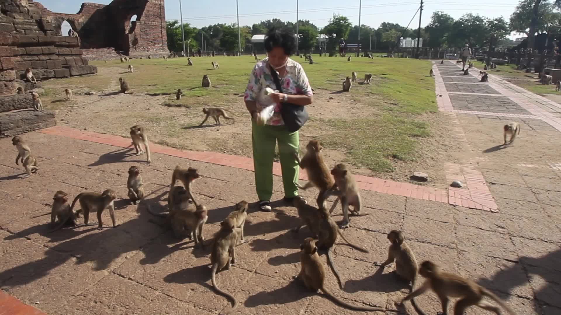 33rd annual Monkey Party Festival