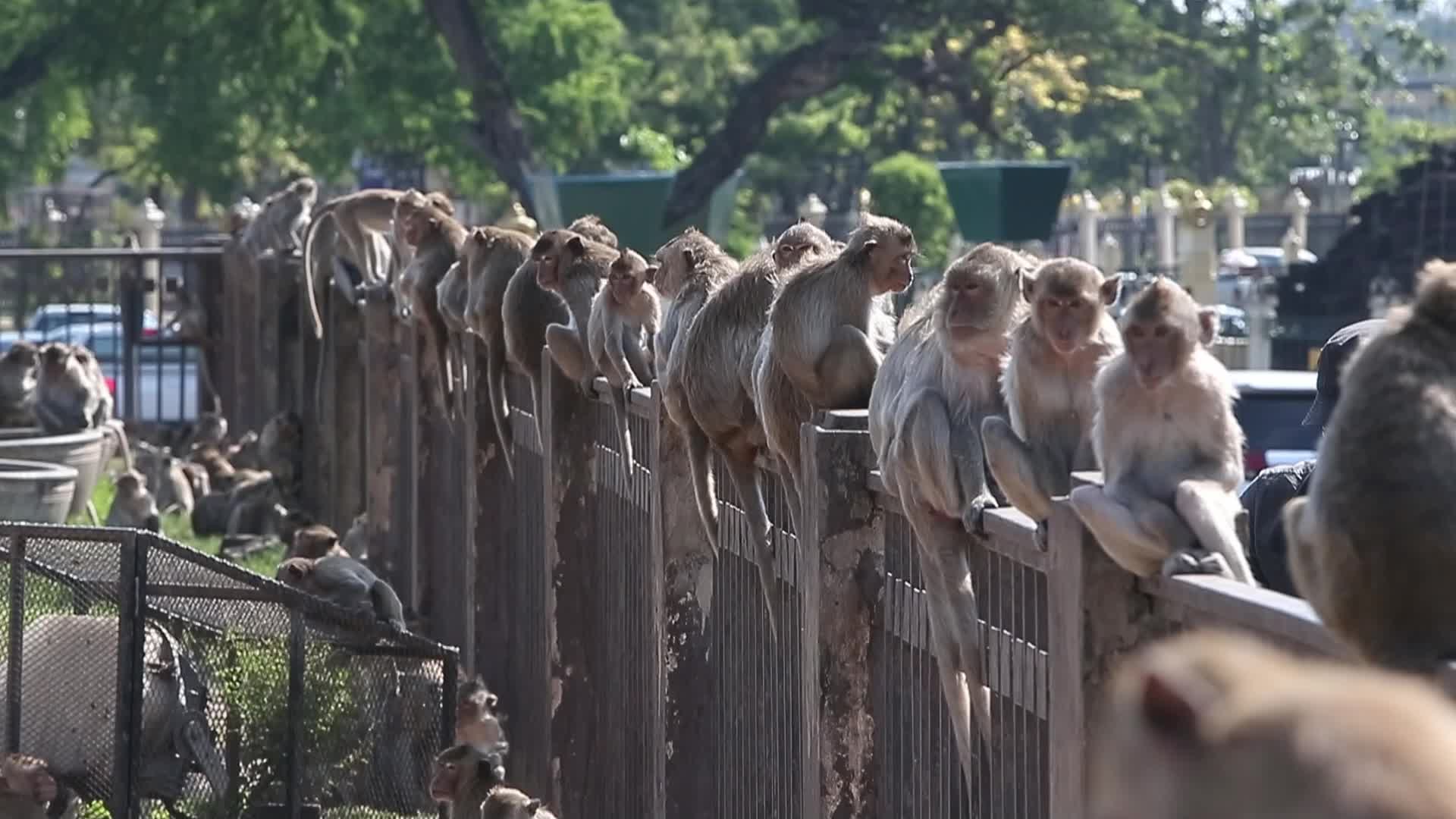 33rd annual Monkey Party Festival