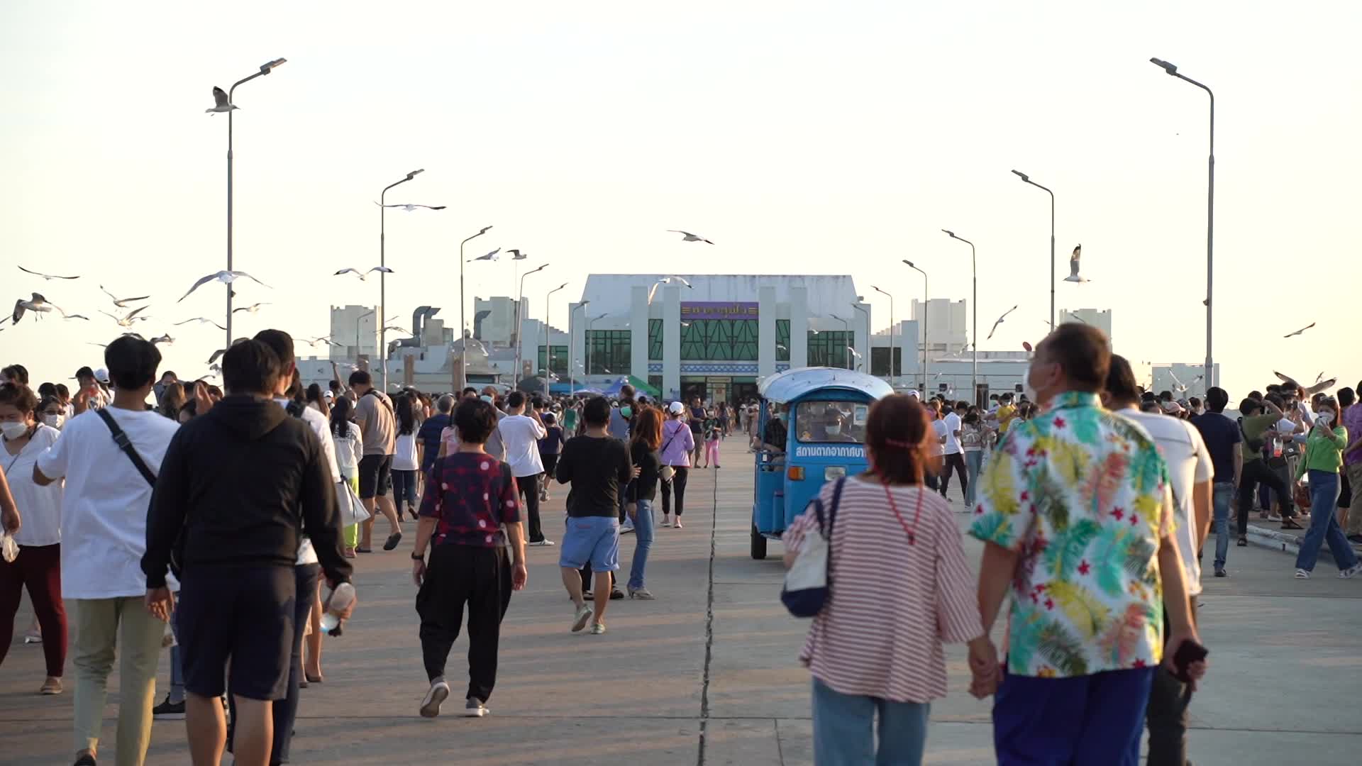 Seagulls migrate to Bang Pu seaside from Siberia.