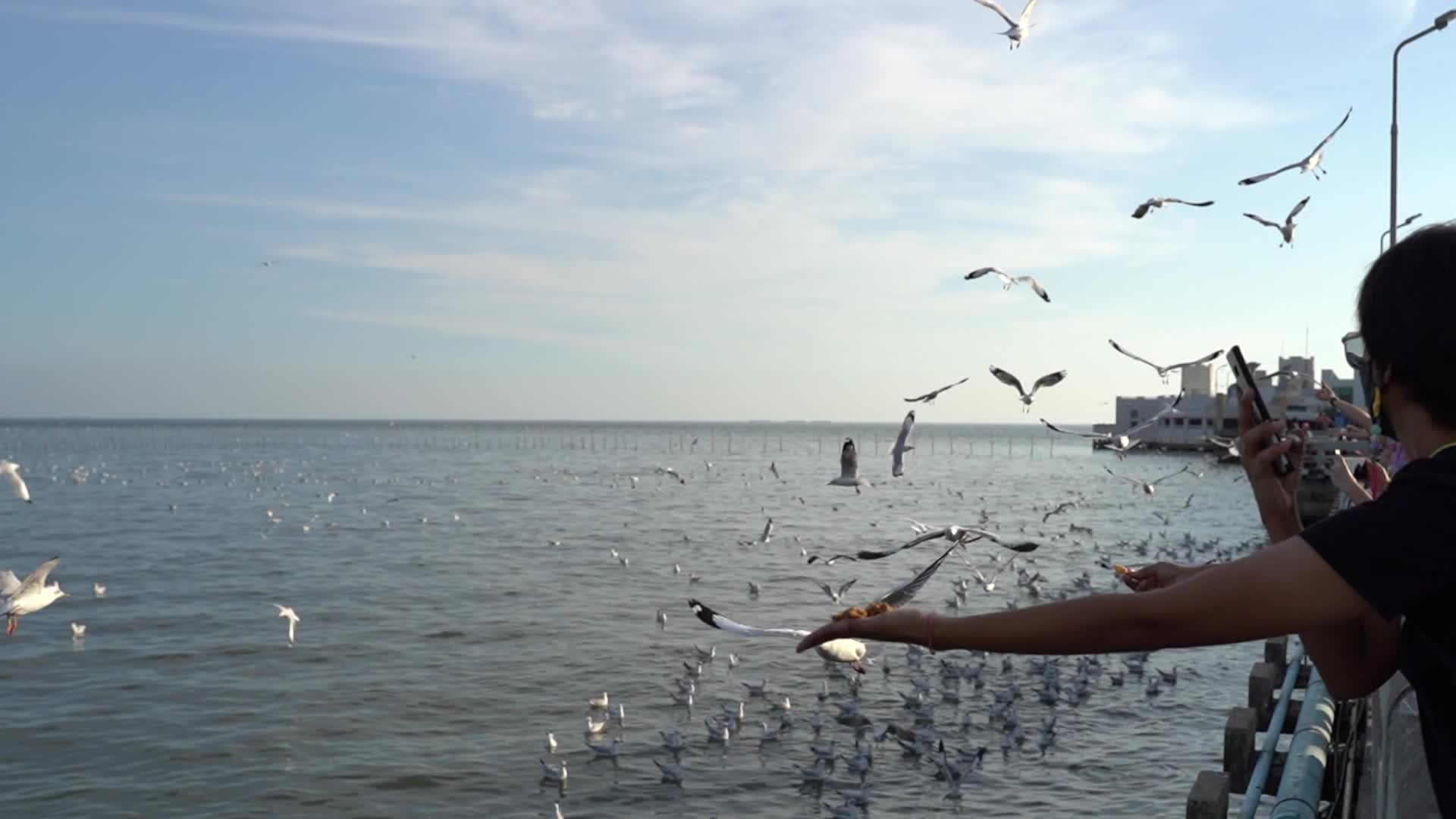 Seagulls migrate to Bang Pu seaside from Siberia.