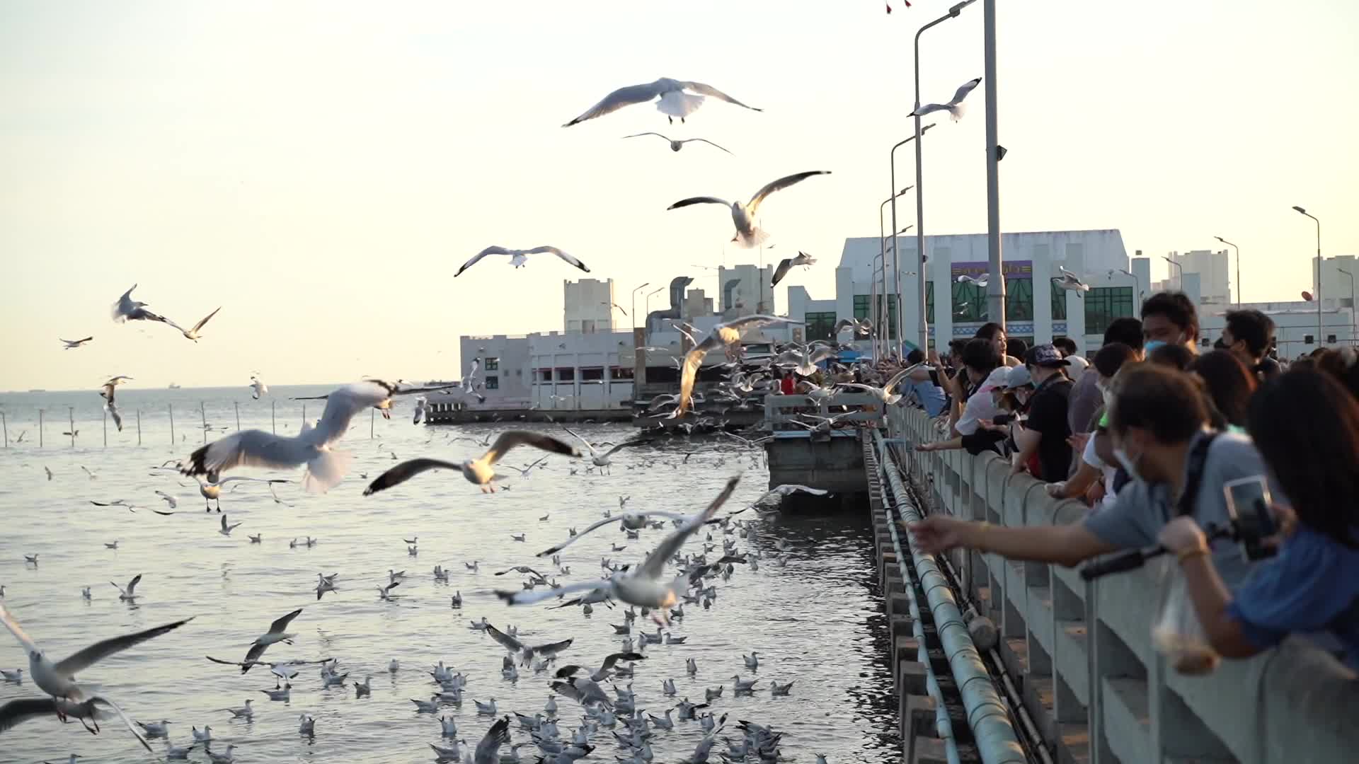 Seagulls migrate to Bang Pu seaside from Siberia.