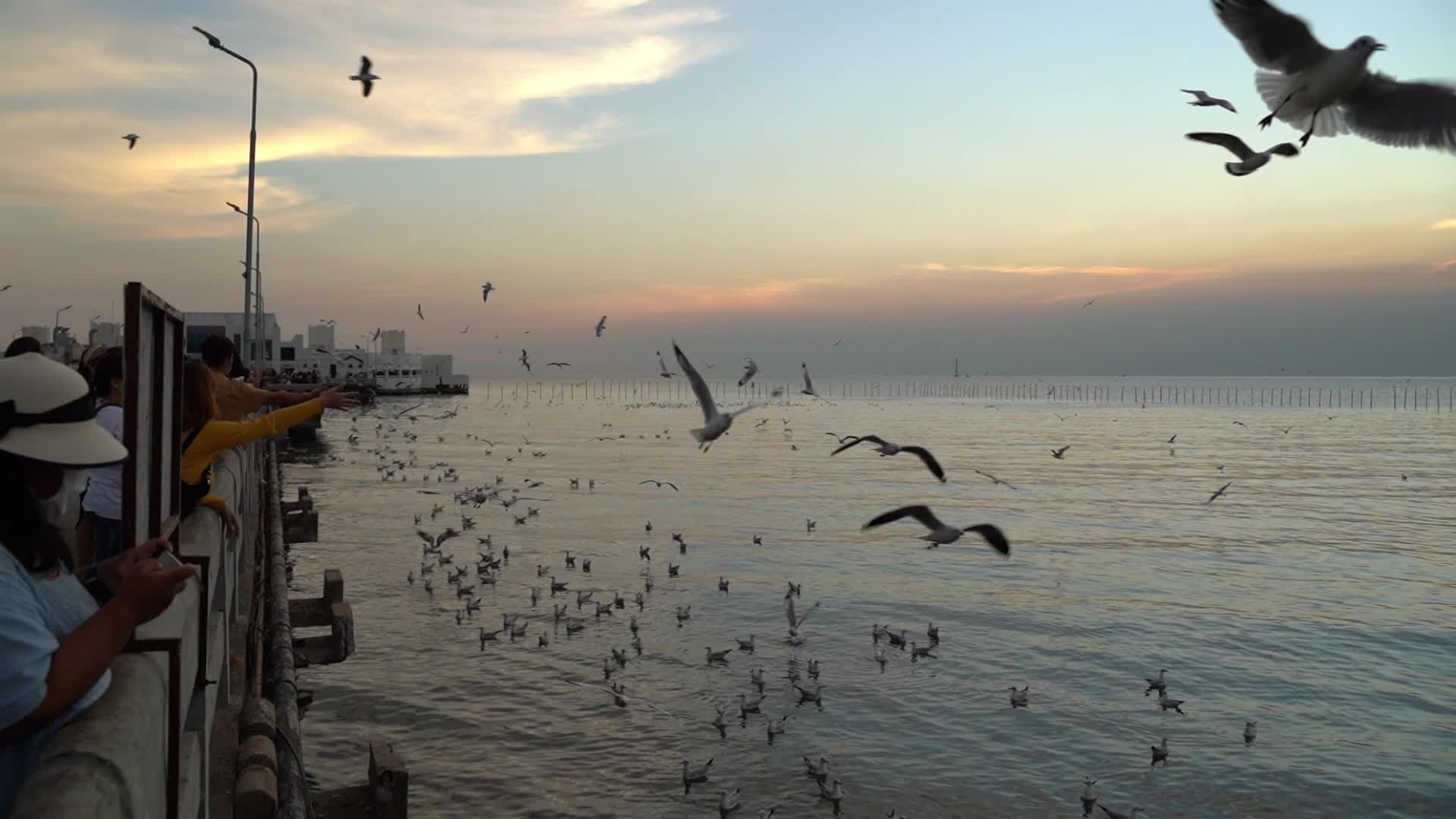 Seagulls migrate to Bang Pu seaside from Siberia.