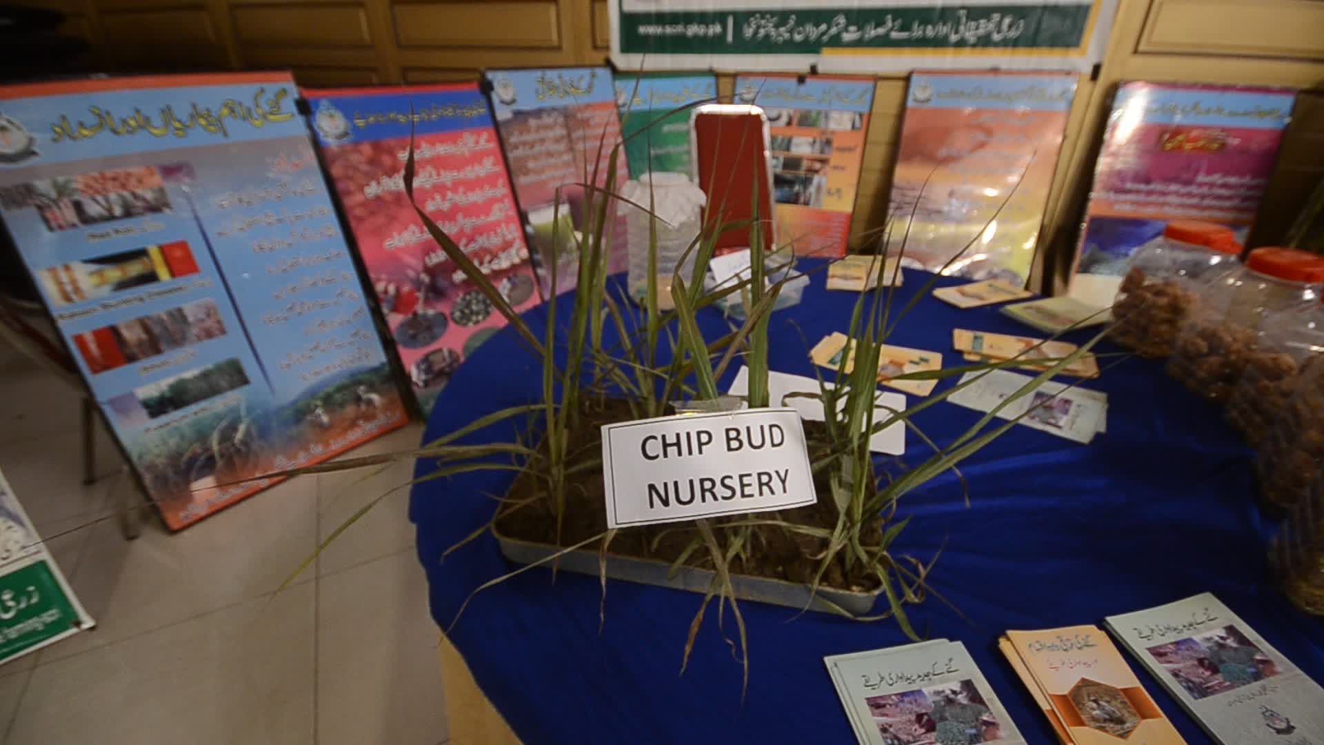 Tarnab farm in Peshawar

