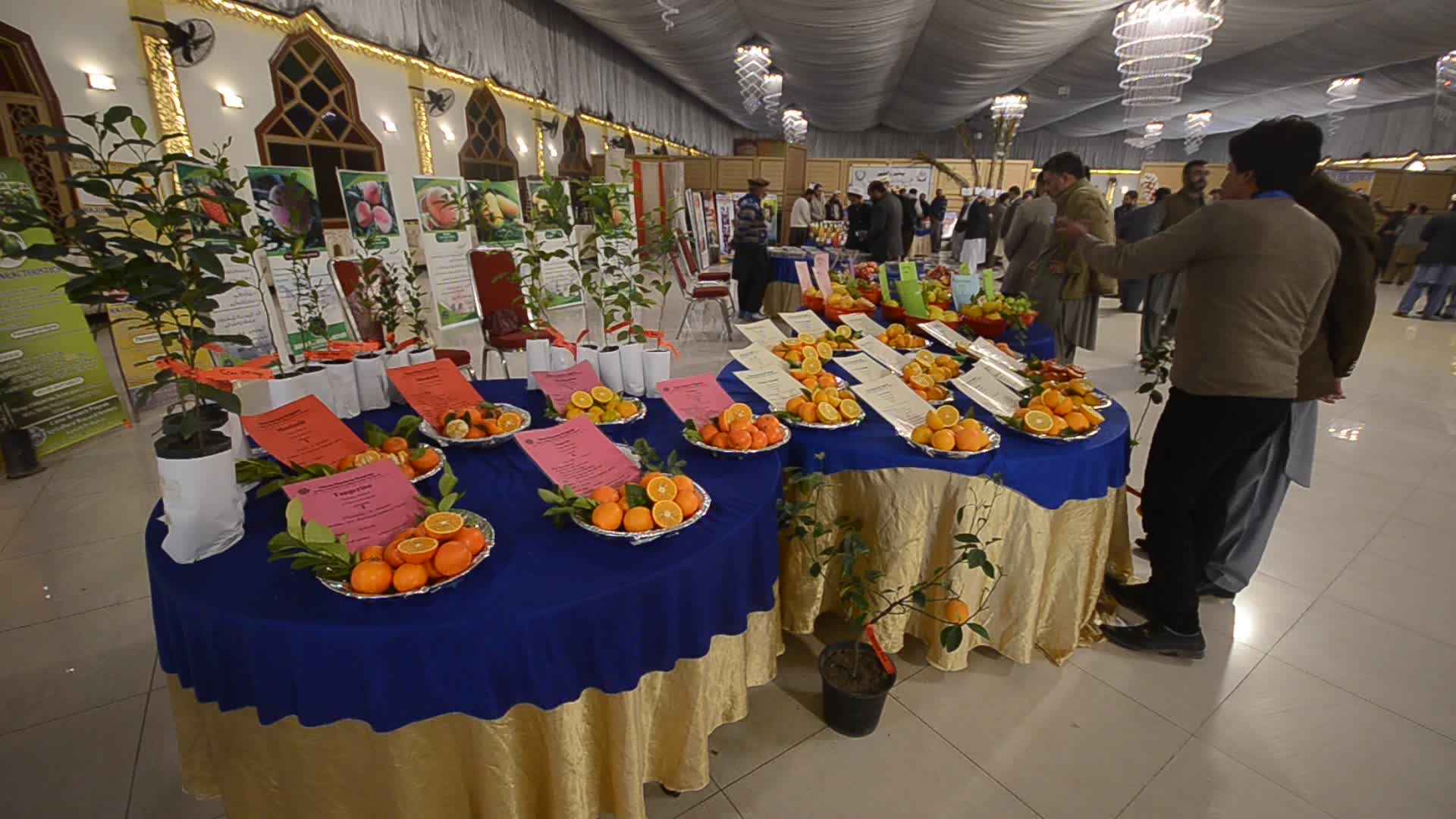 Tarnab farm in Peshawar
