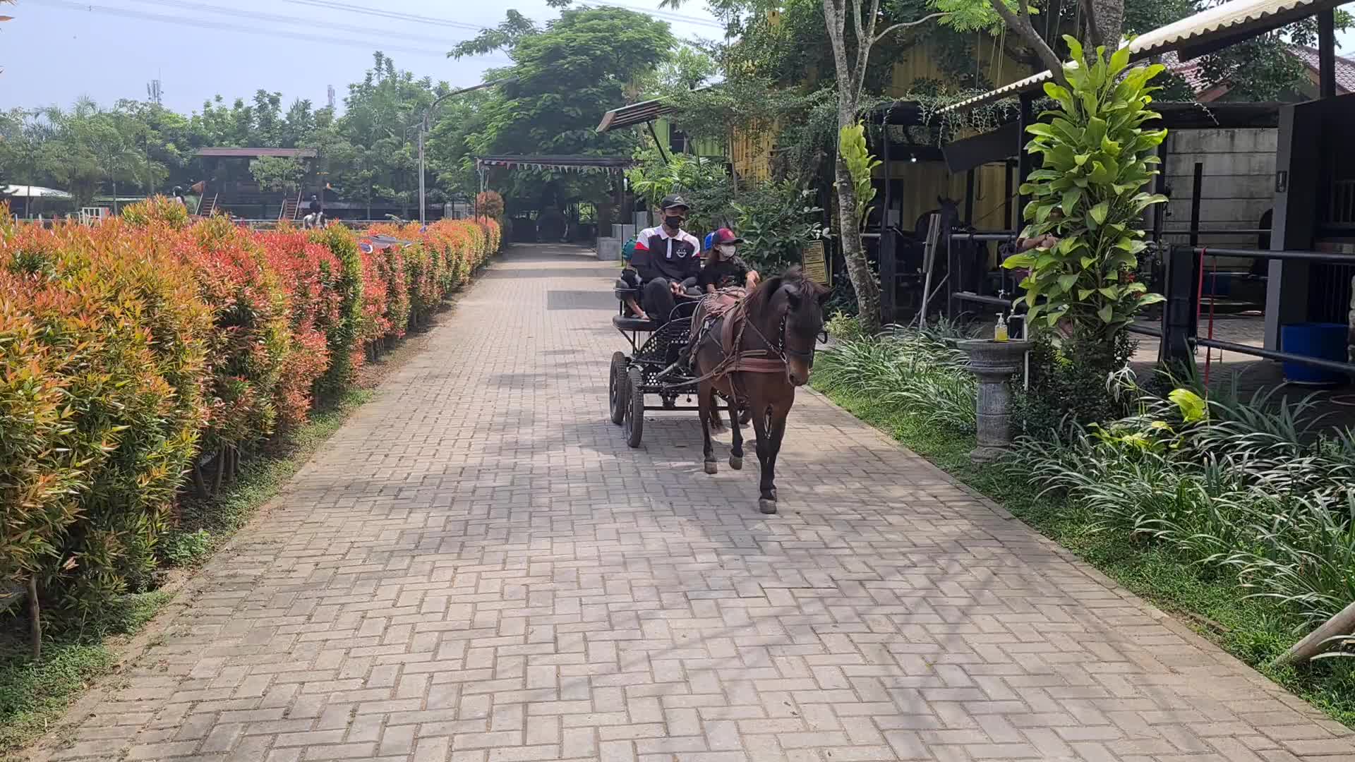 Horse Care at Branchsto Equestrian Park, Indonesia amid the COVID-19 pandemic