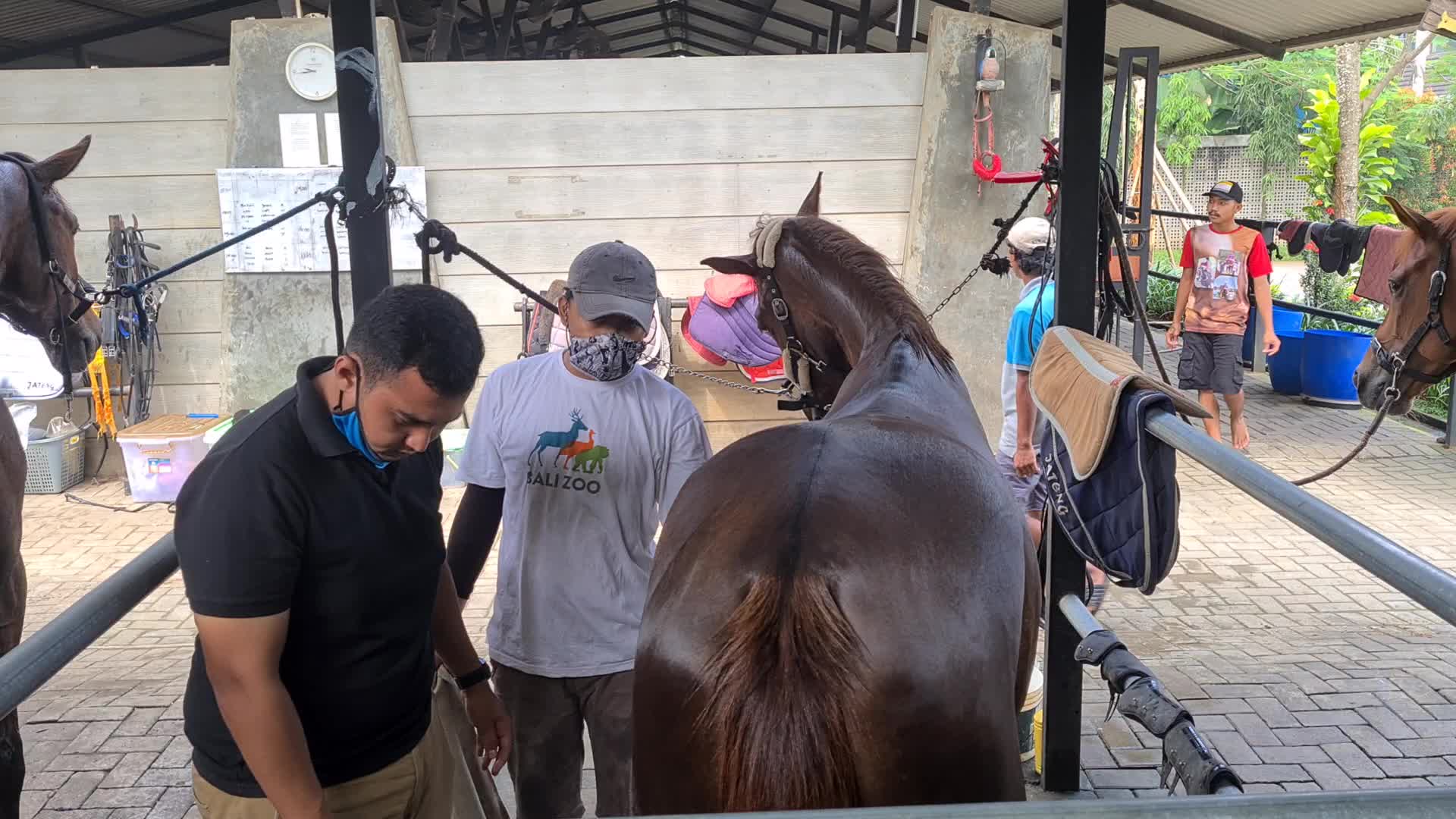 Horse Care at Branchsto Equestrian Park, Indonesia amid the COVID-19 pandemic
