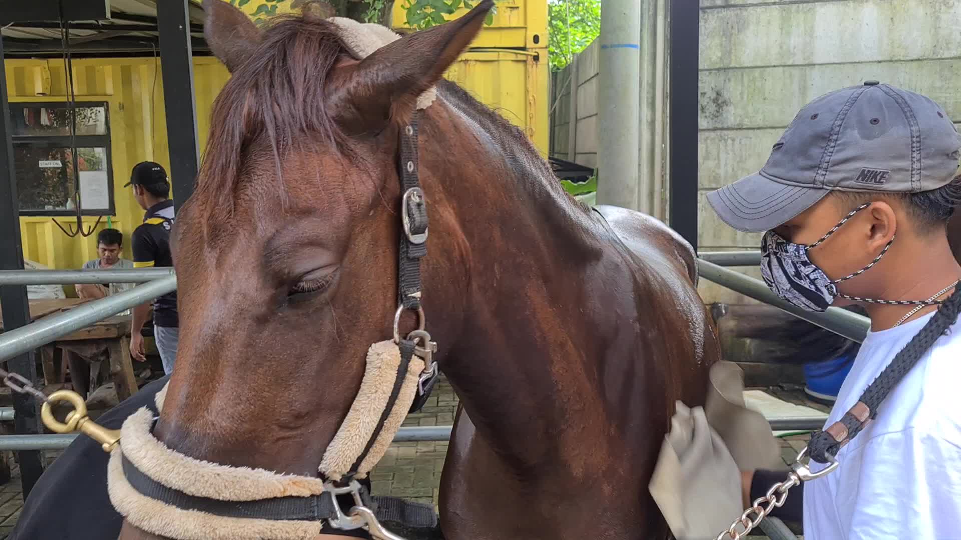 Horse Care at Branchsto Equestrian Park, Indonesia amid the COVID-19 pandemic