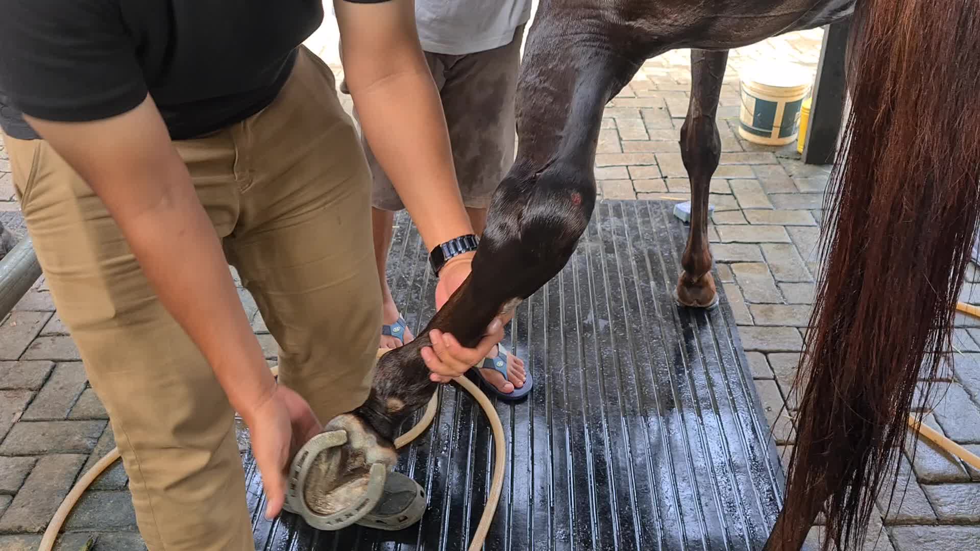 Horse Care at Branchsto Equestrian Park, Indonesia amid the COVID-19 pandemic