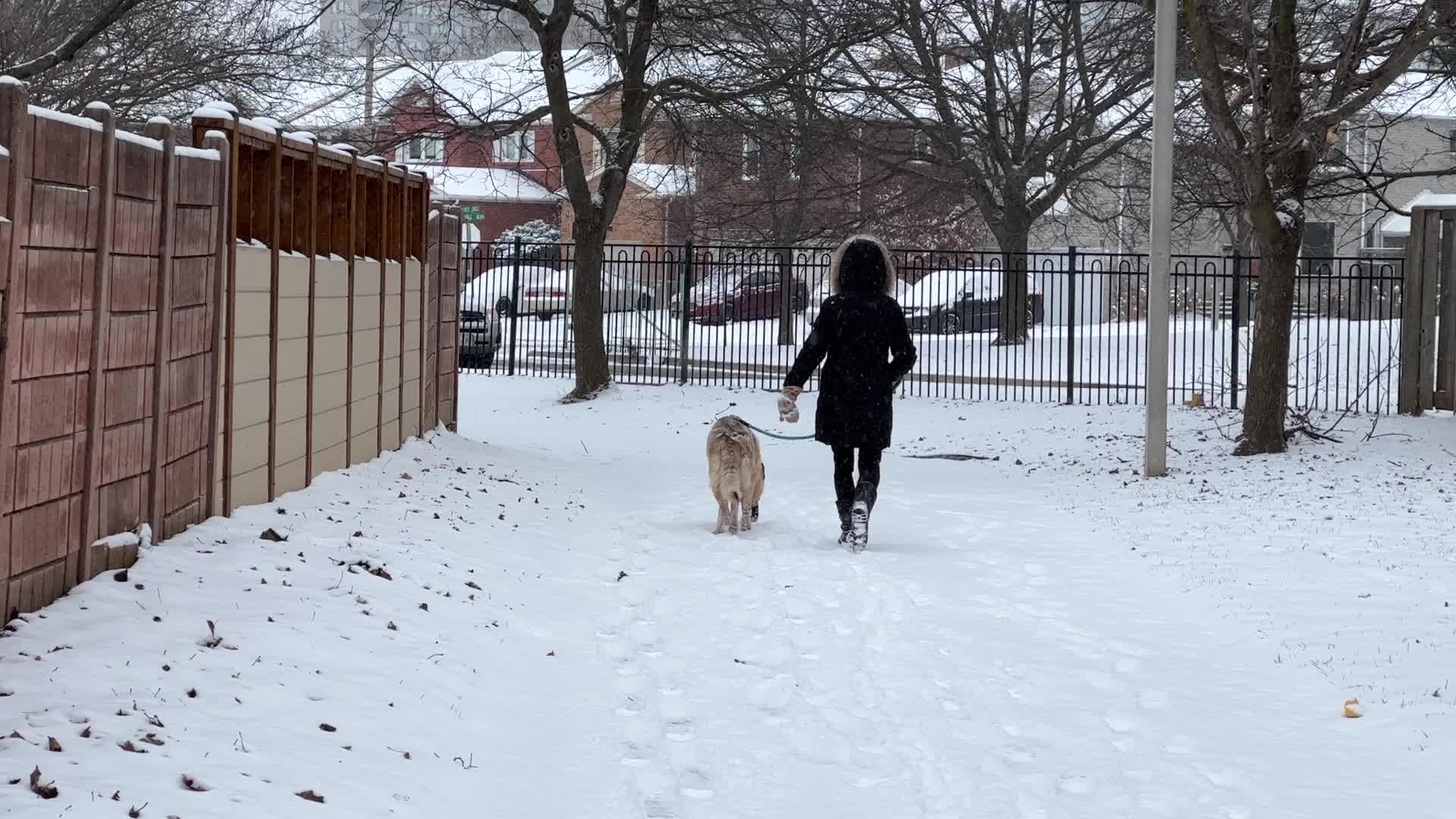 Toronto gets hit by winter snowstorm