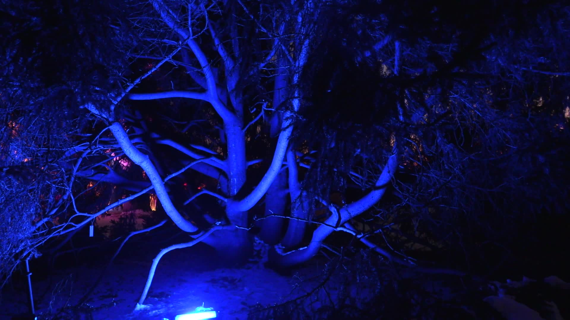 NYC: Brooklyn Botanical Garden Lightscape Show