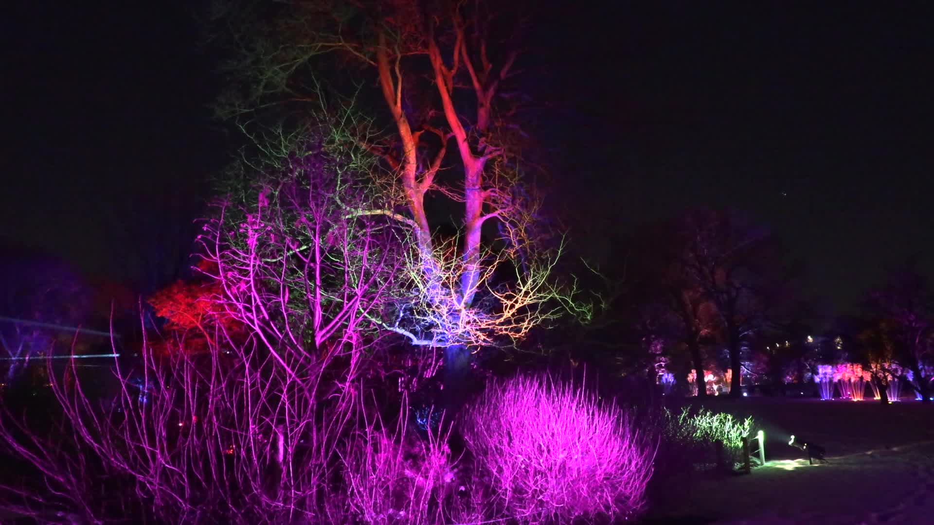NYC: Brooklyn Botanical Garden Lightscape Show