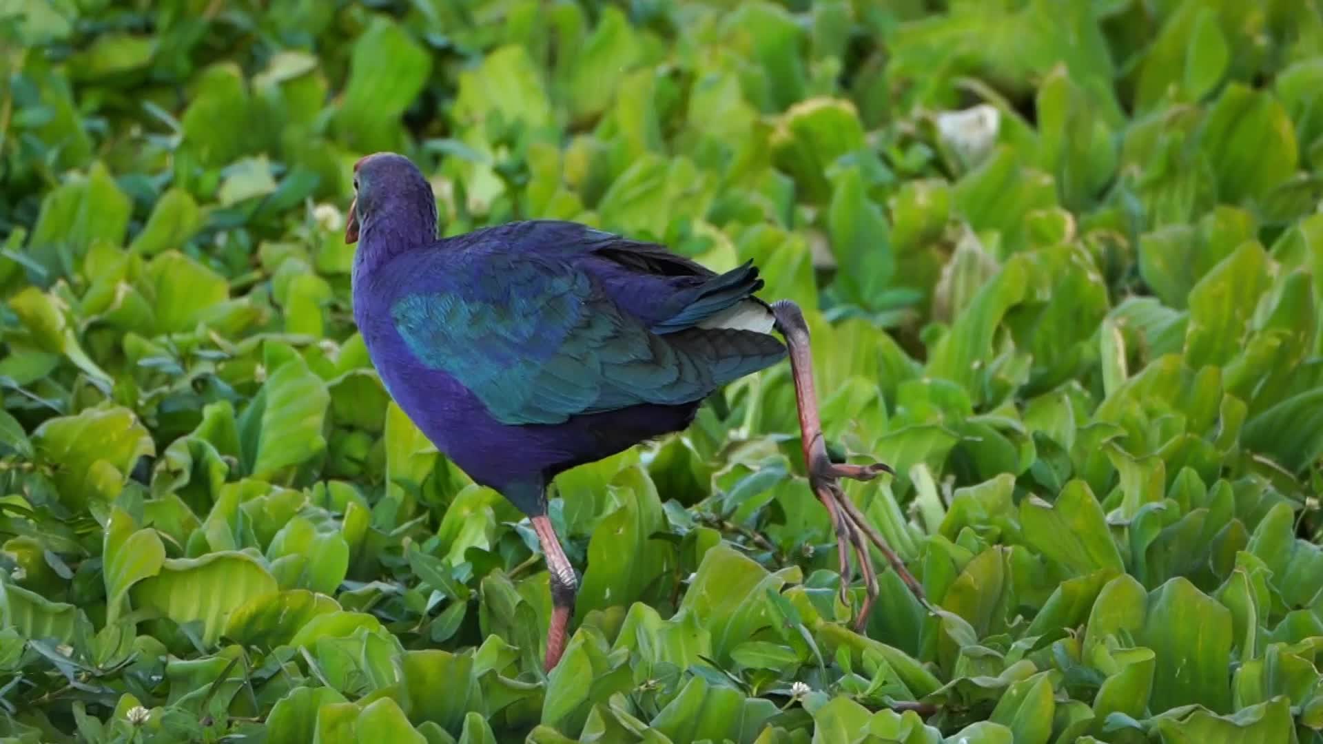 Swamphen is seen at the Anasagar lake 