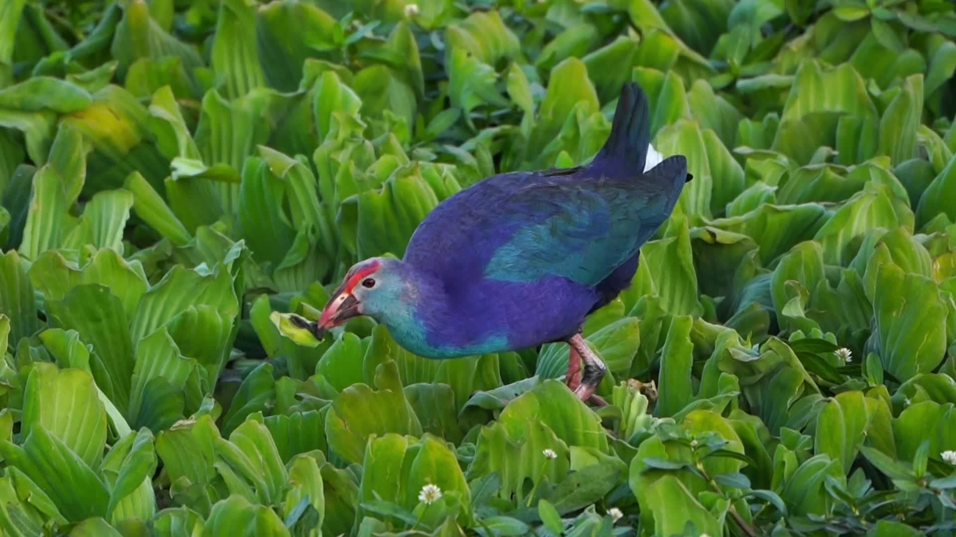 Swamphen is seen at the Anasagar lake 