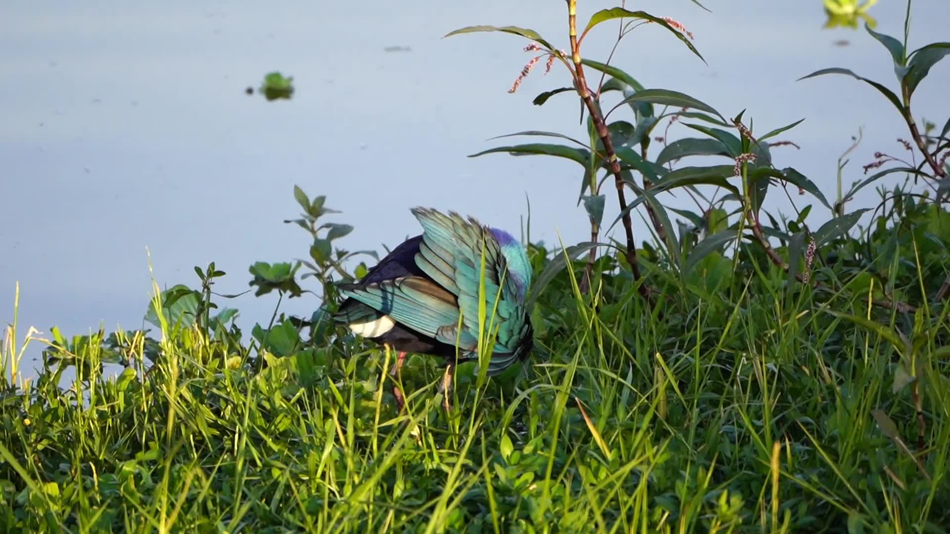 Swamphen is seen at the Anasagar lake 