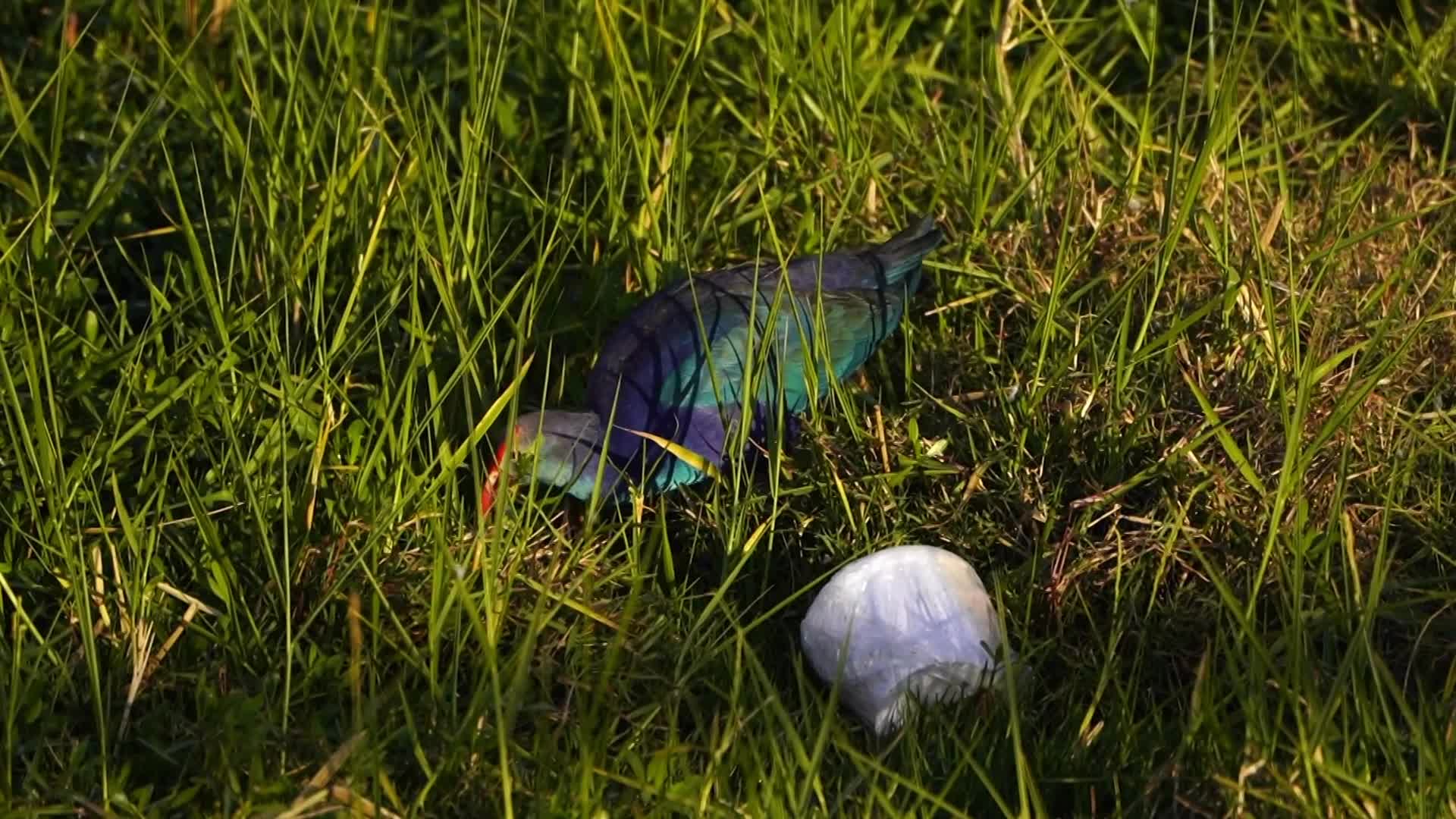 Swamphen is seen at the Anasagar lake 