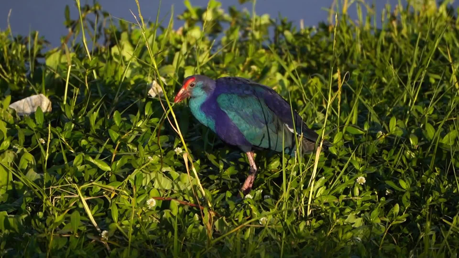 Swamphen is seen at the Anasagar lake 