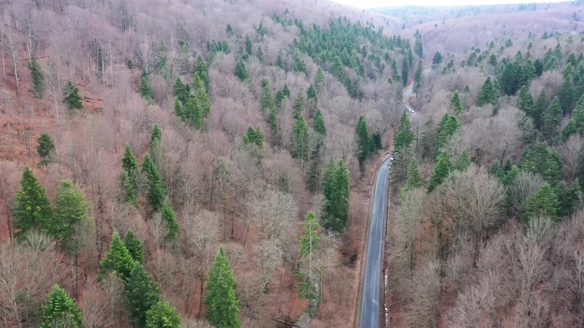 Ninth month of occupational protest against deforestation in east Poland