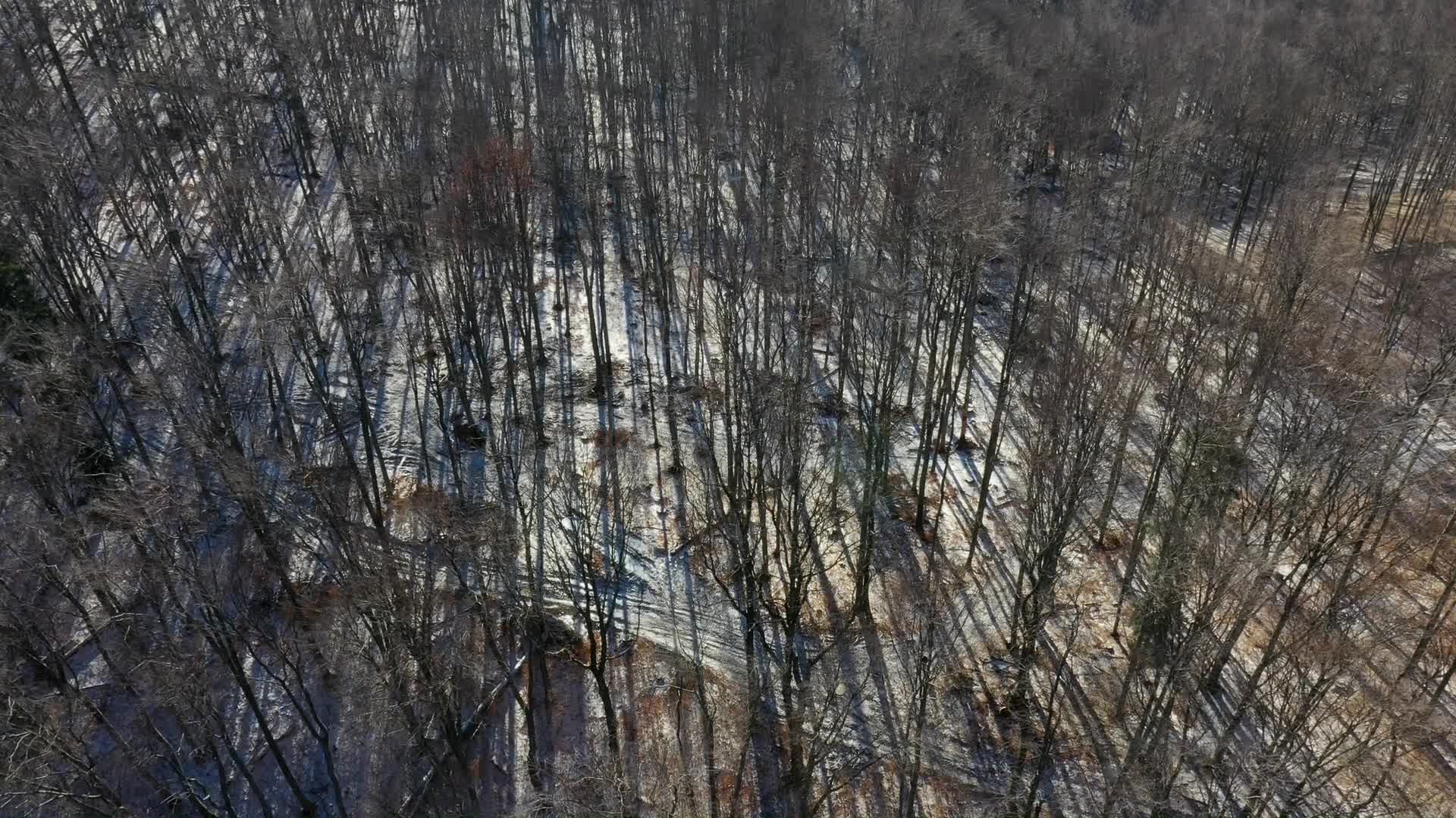 Ninth month of occupational protest against deforestation in east Poland