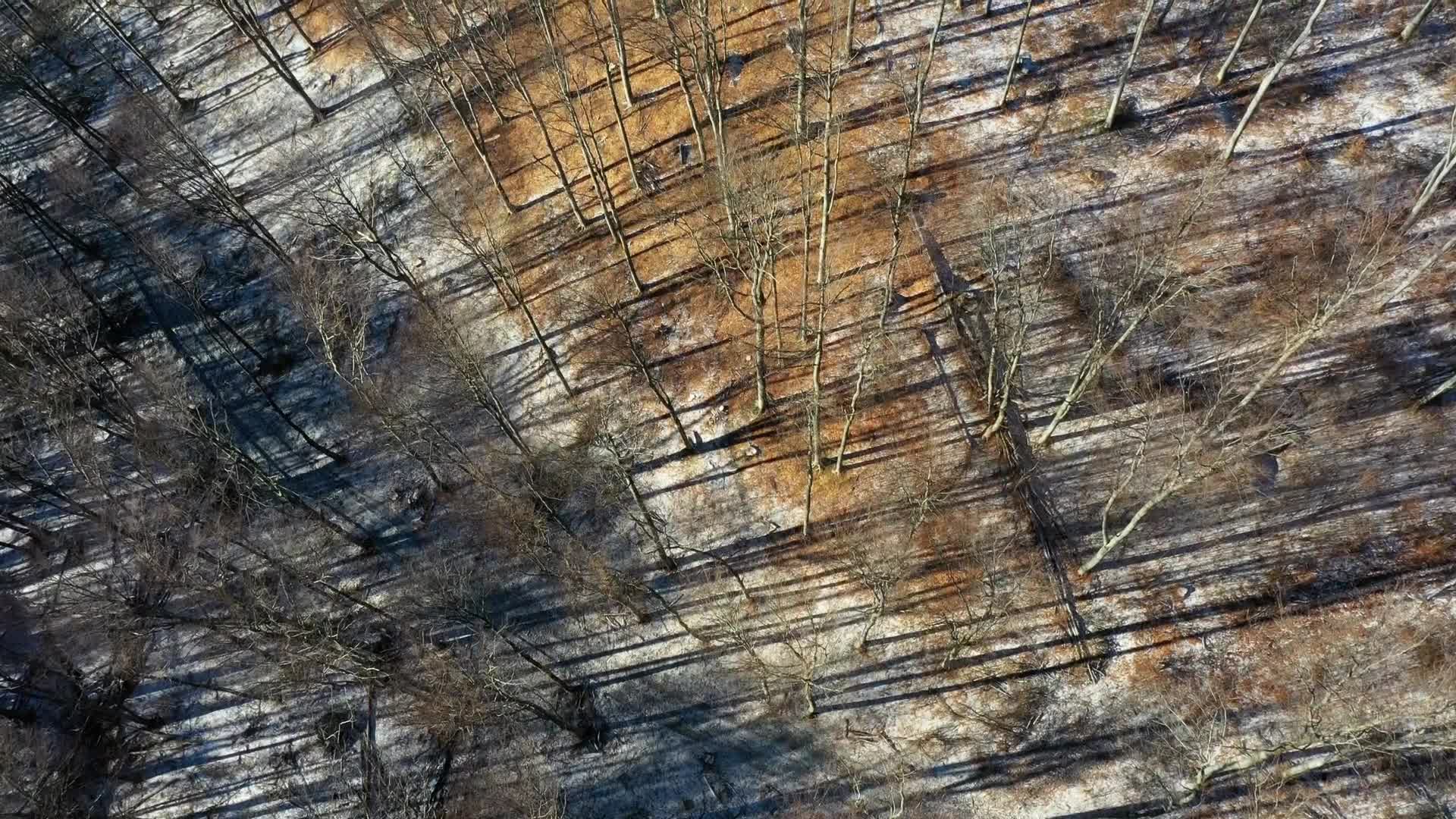 Ninth month of occupational protest against deforestation in east Poland