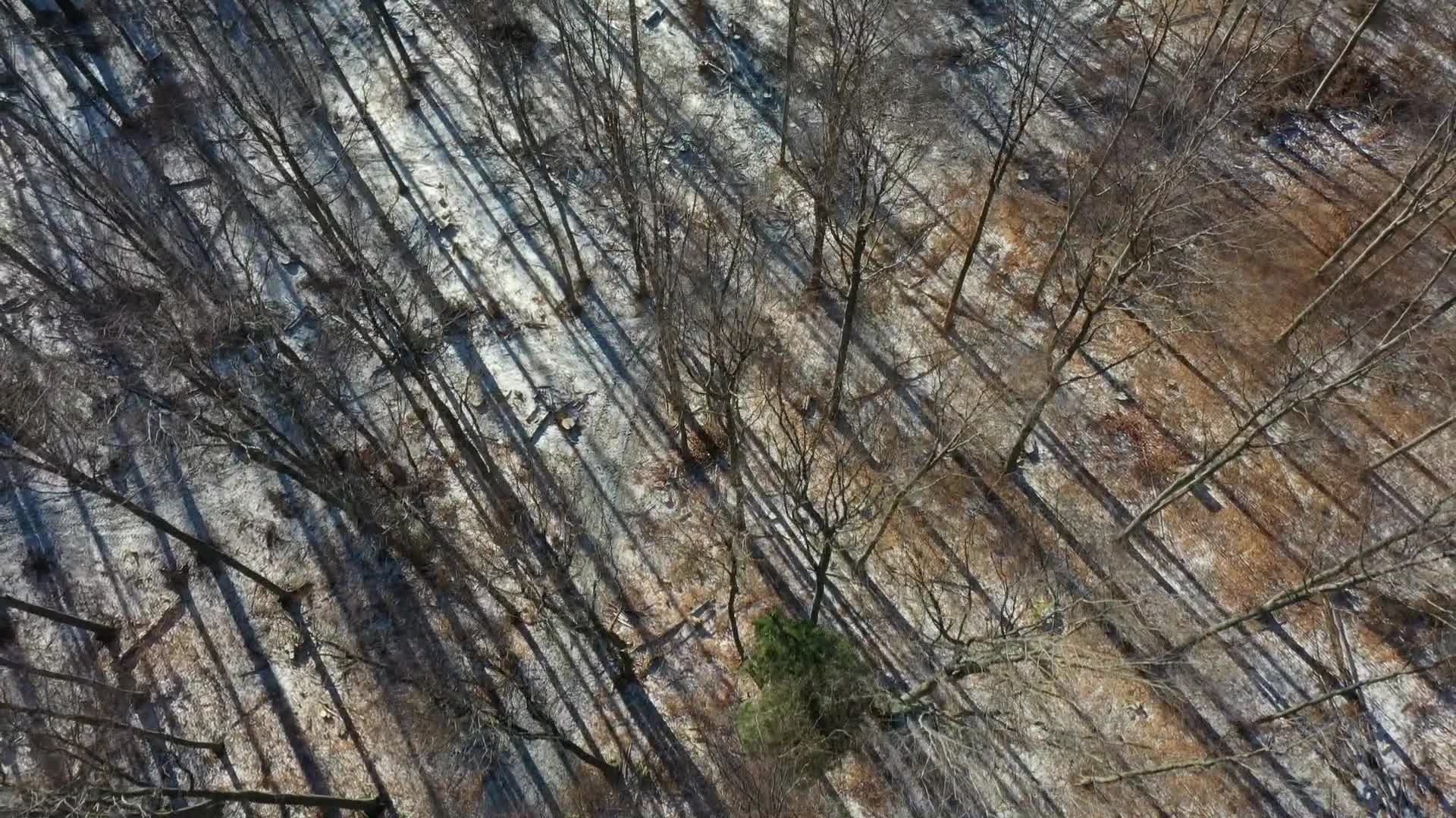 Ninth month of occupational protest against deforestation in east Poland