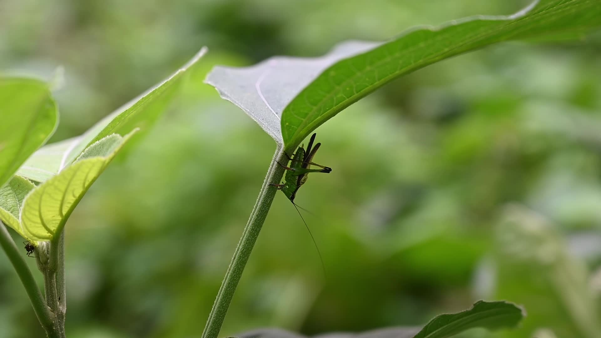 A female black-kneed conehead making sounds with wings swiped