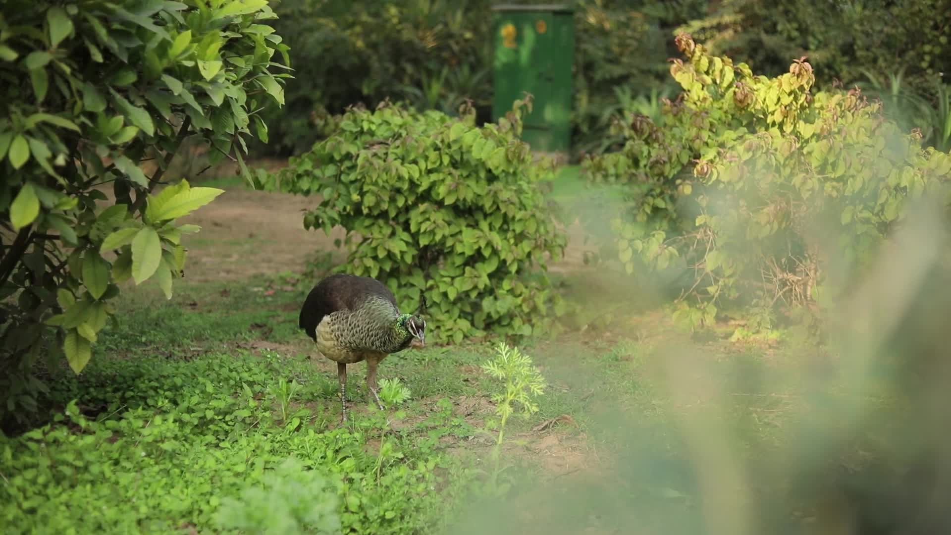 Peahen - India