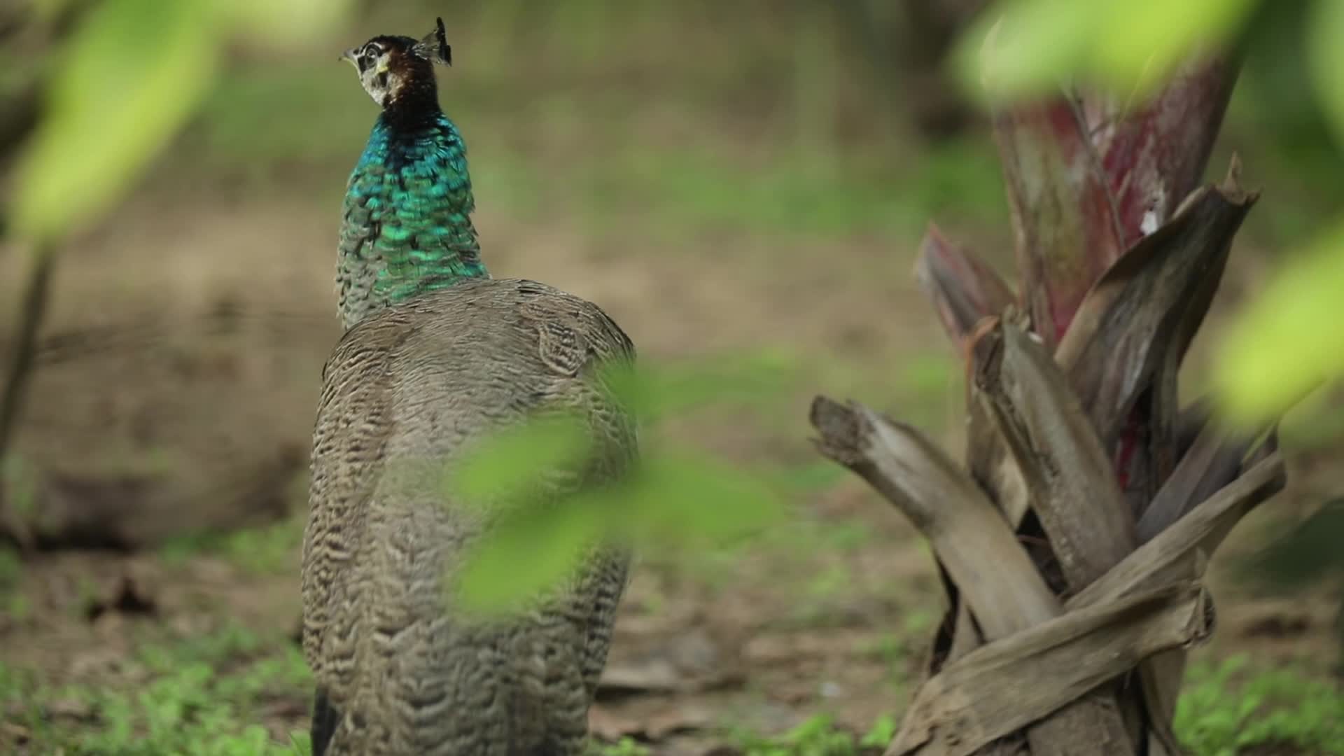 Peahen - India