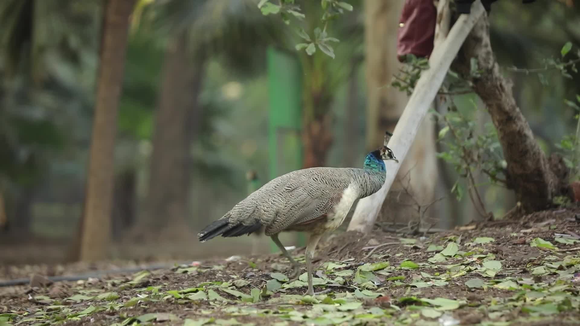 Peahen - India