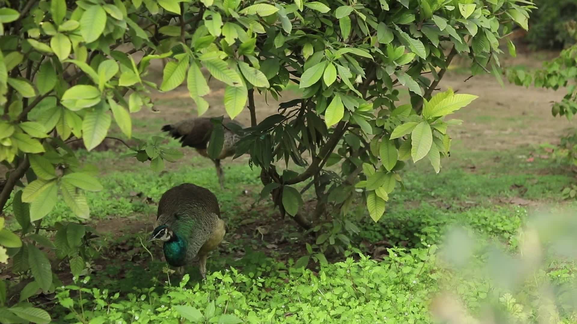 Peahen - India