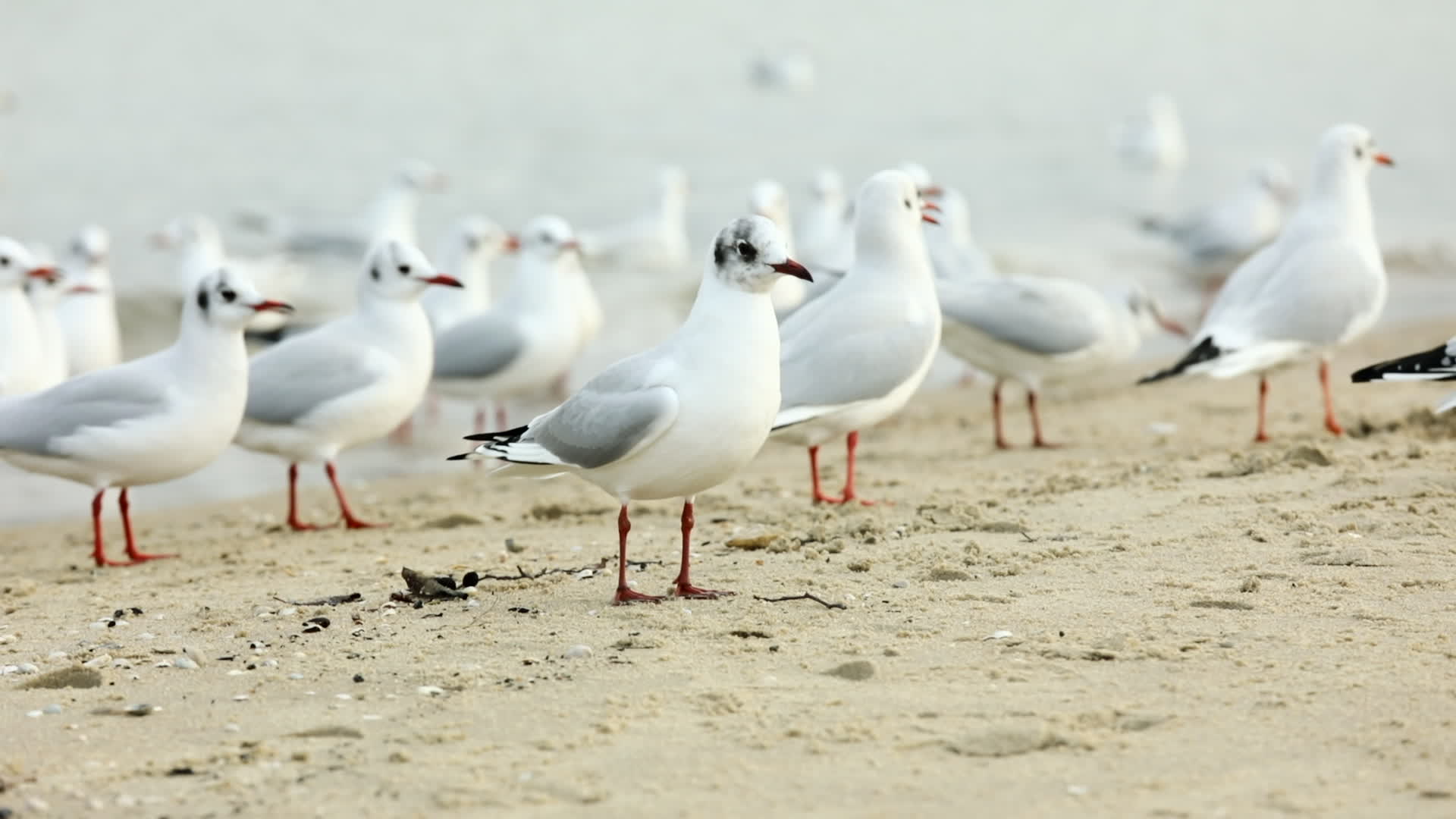 Baltic Beach Gdansk