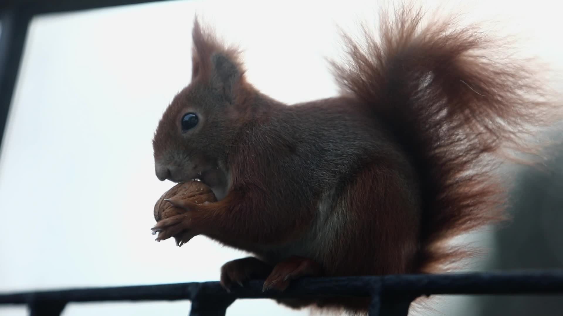 Red Squirrel With A Nut In Krakow