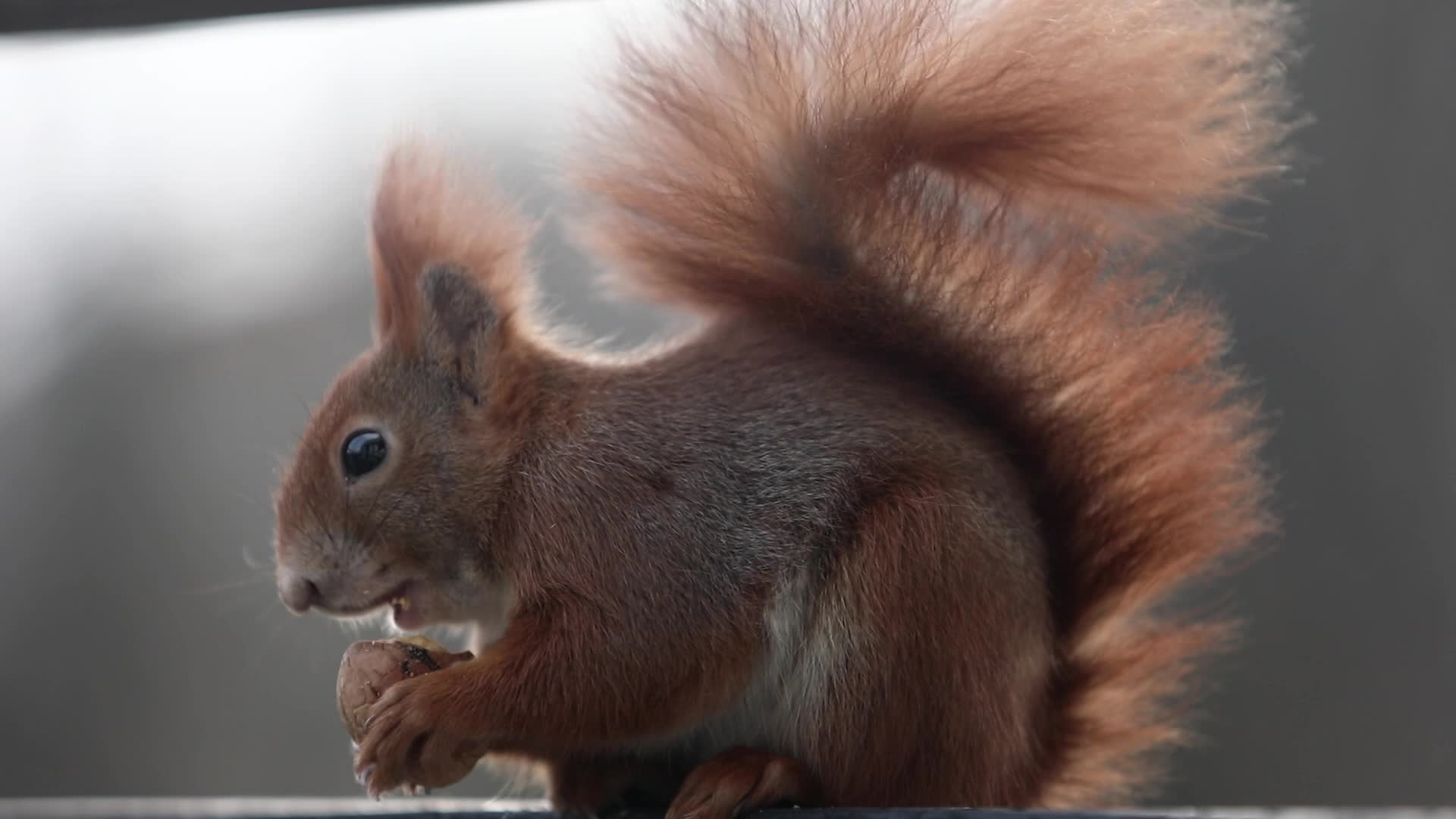 Red Squirrel With A Nut In Krakow