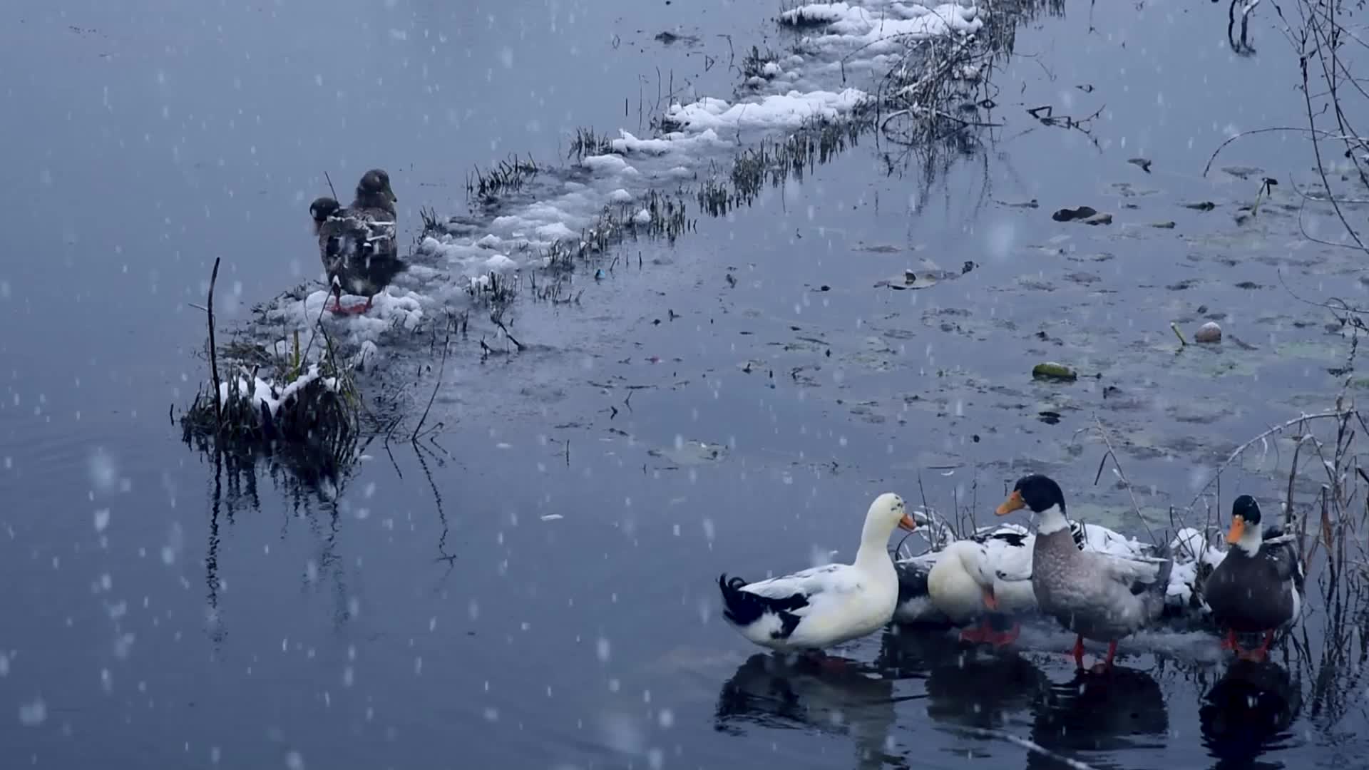 Season's First snowfall in Srinagar, Indian Administered Kashmir