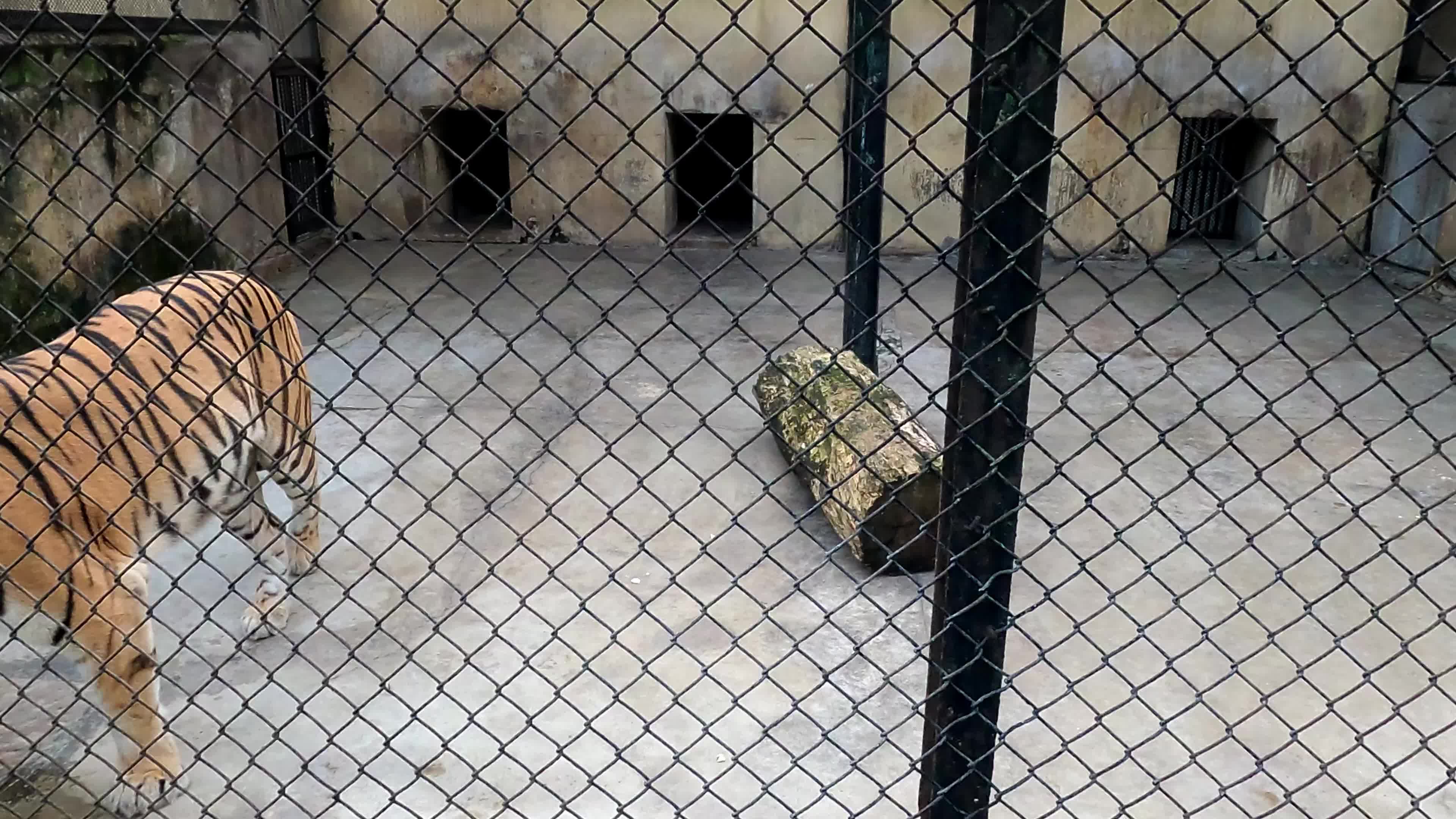 Royal Bengal Tiger In Kolkata Zoo
